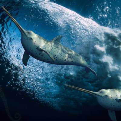 ascending narwhal