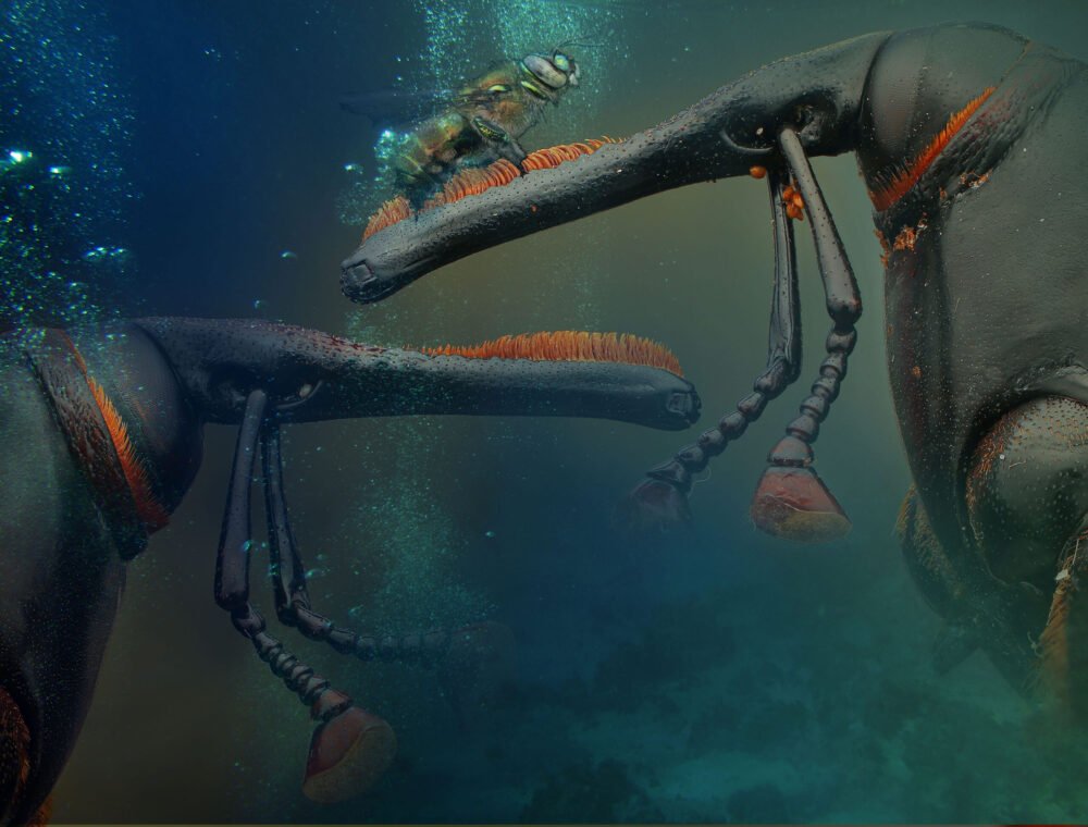 Weevil immersion