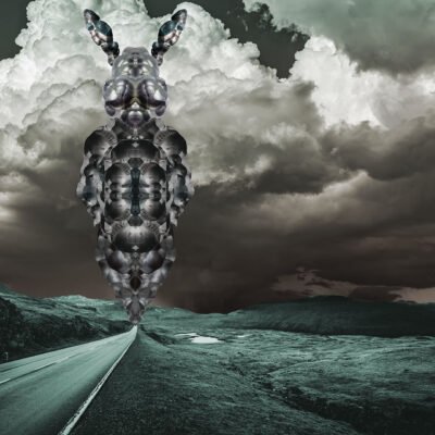 Bunny (not so small)