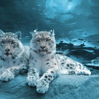 SNOW MATES IN MONTEREY