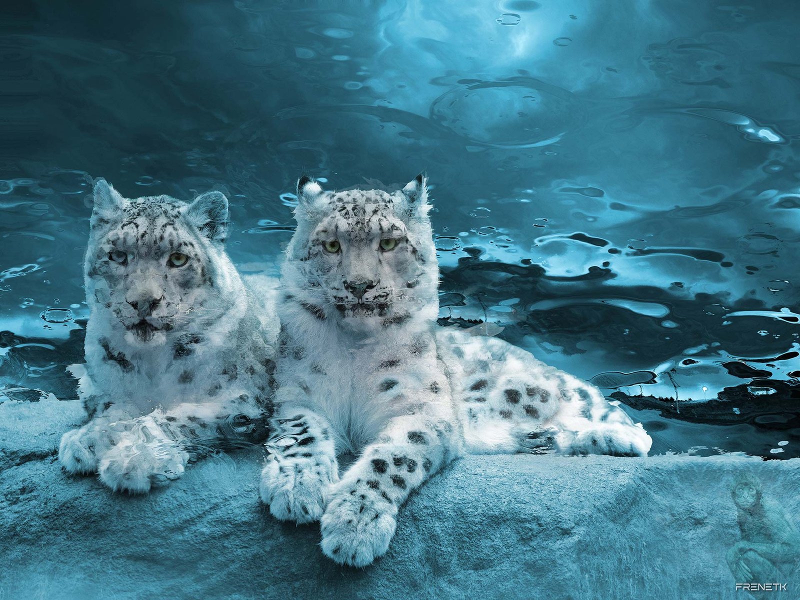 SNOW MATES IN MONTEREY